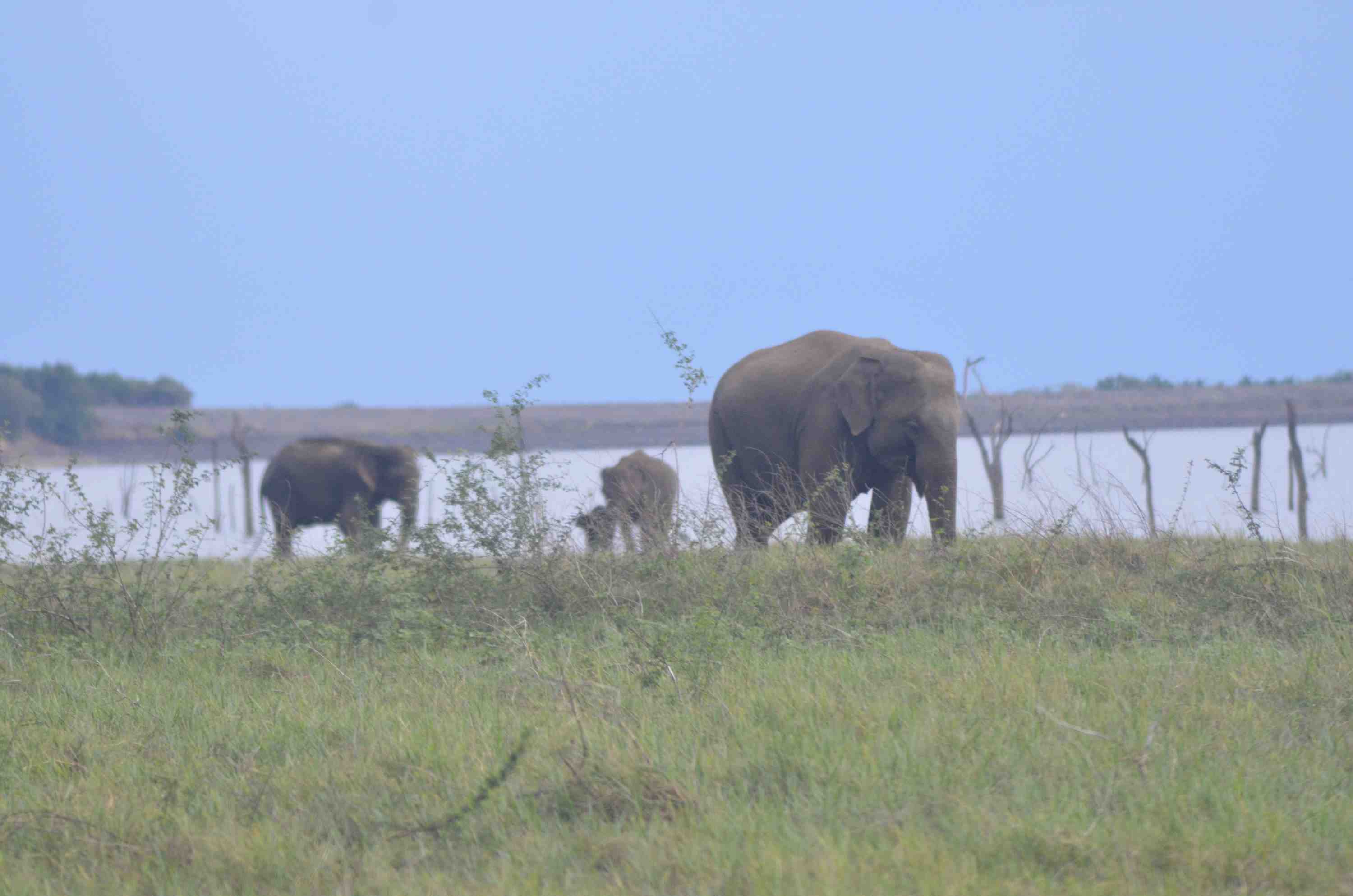 Elephant - Wildlife photography by Upul Dunuhinga